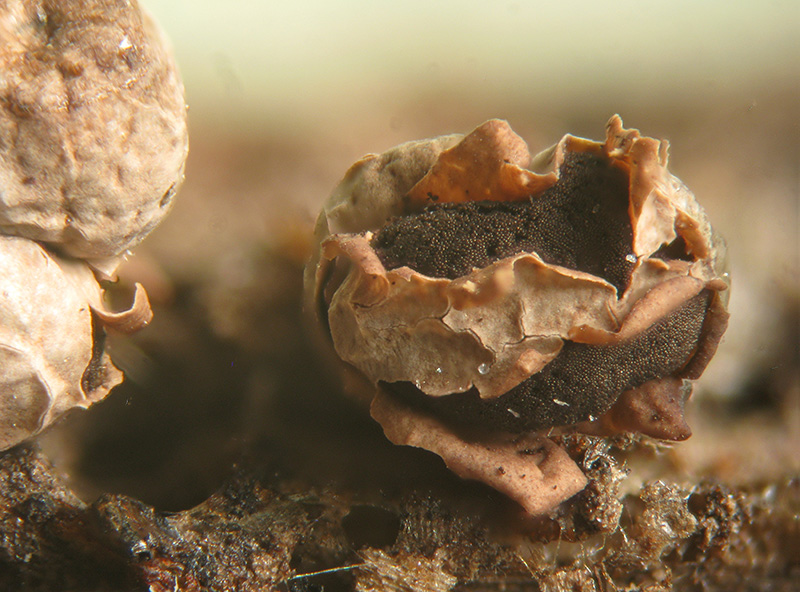 Diderma floriforme ?